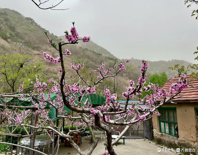 南部山區的農家小院裡,桃花朵朵開