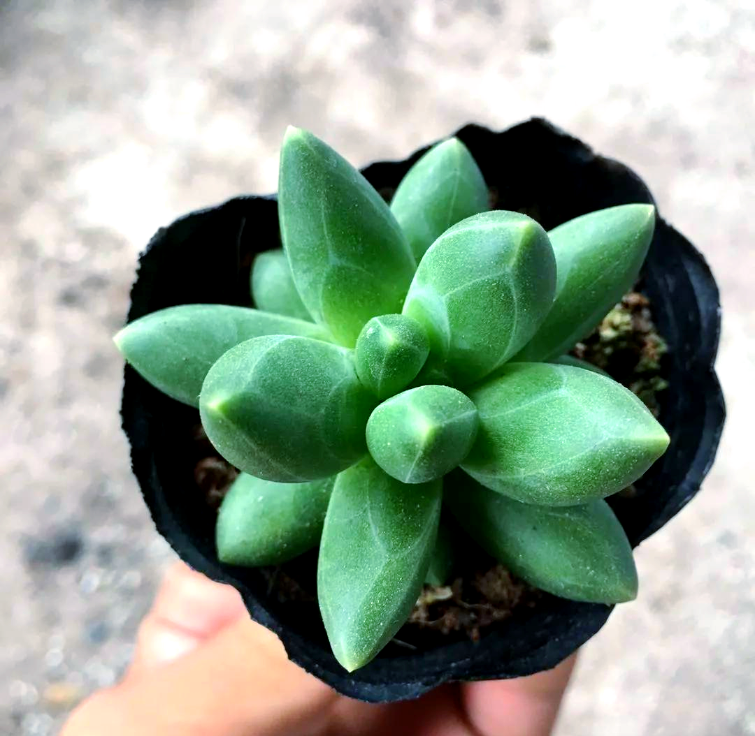 厚叶草属:墨西哥多肉植物的魅力探索