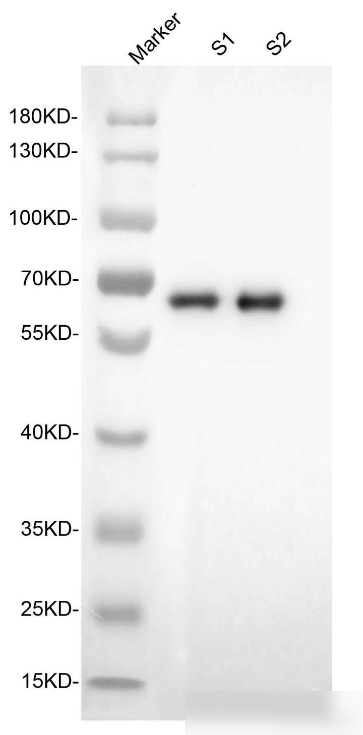 western blot 图片造假图片