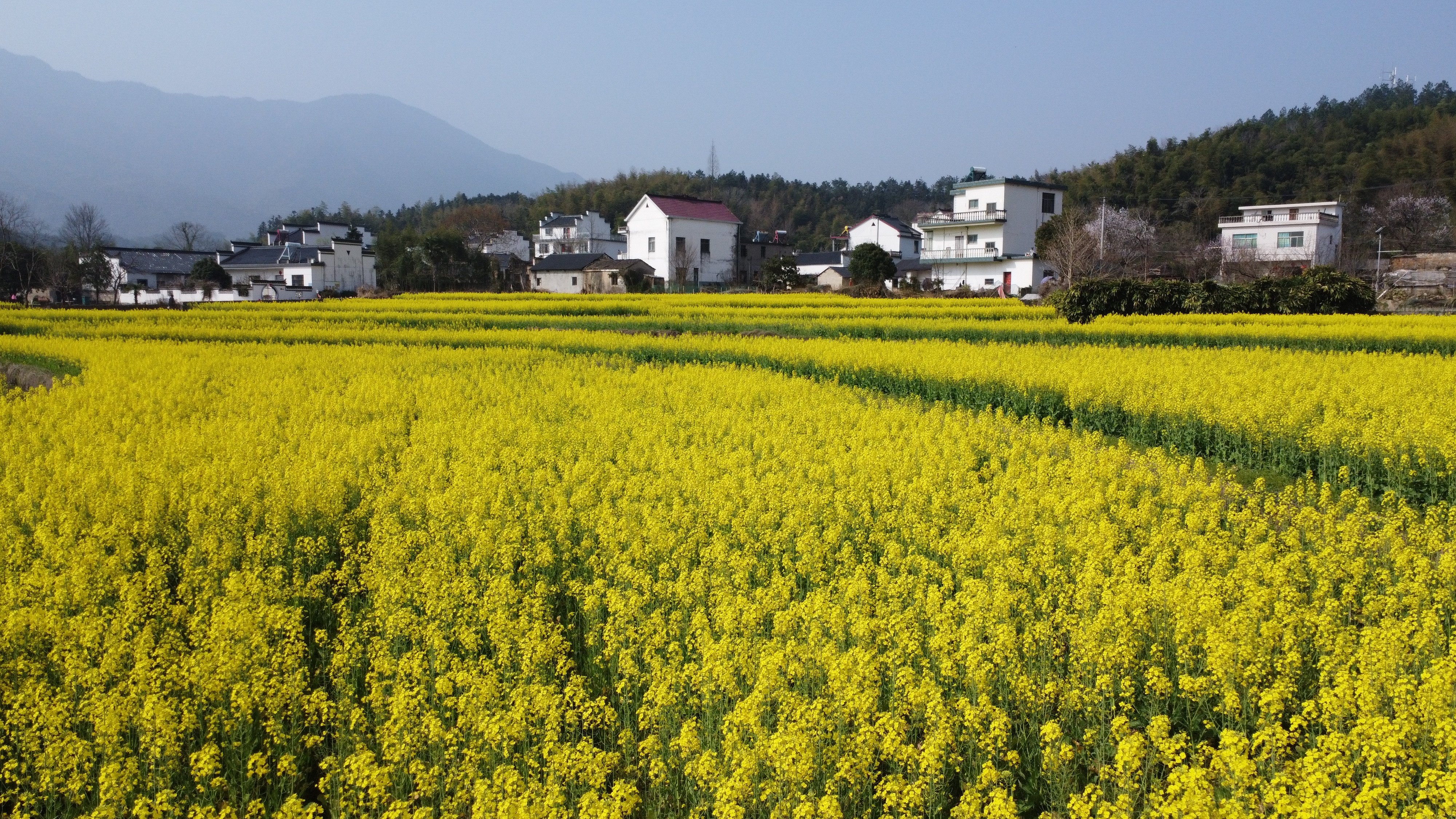 黄山区新丰乡:金色花海"醉"游人