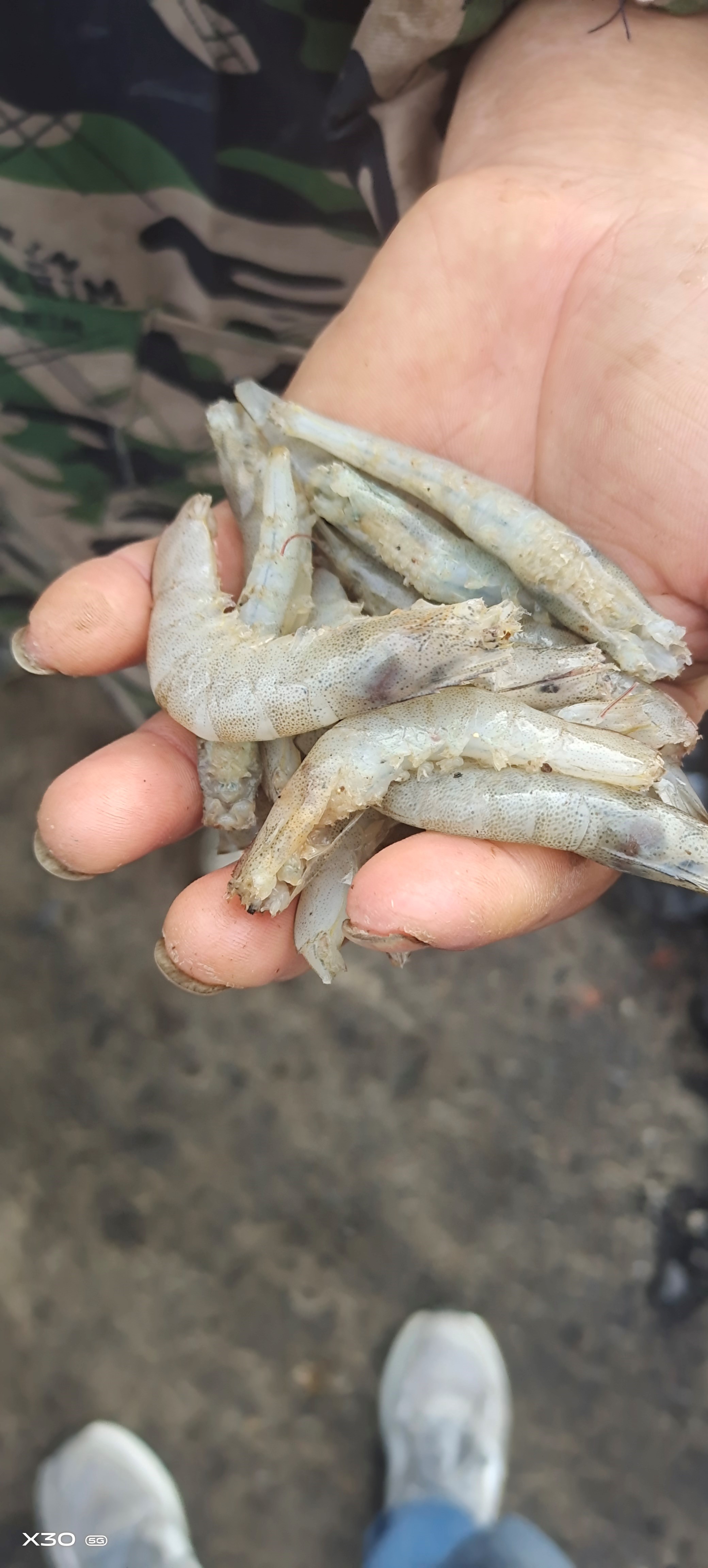 小棚南美白对虾 突现大量肉段