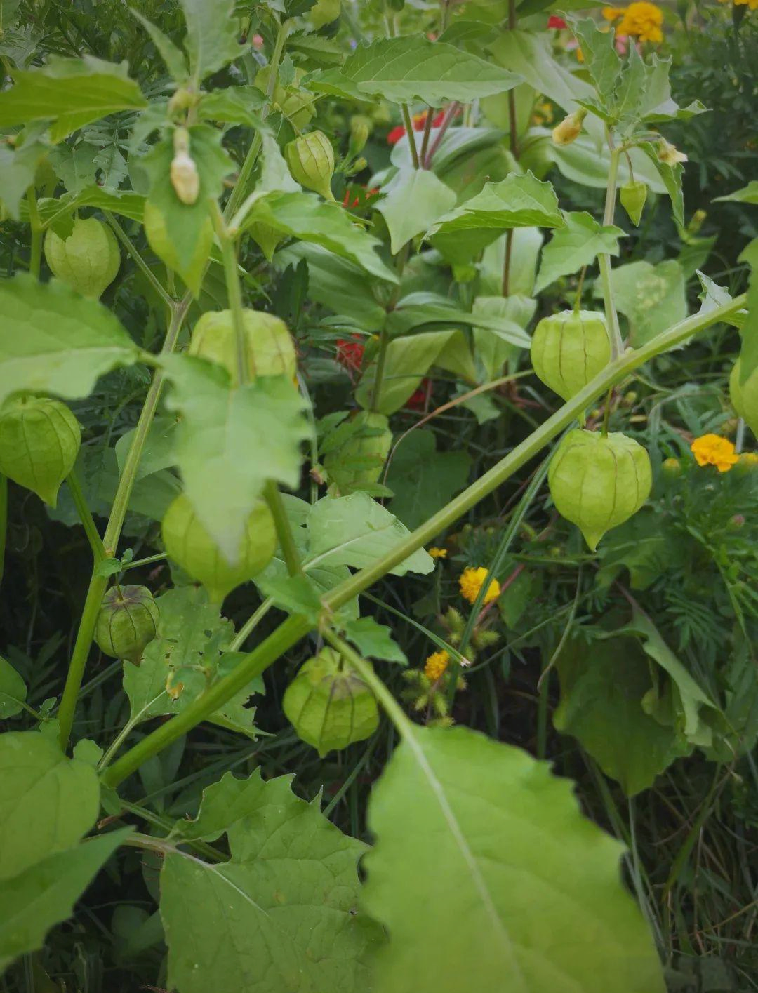 中草药知识介绍:灯笼草的多样功效与食用