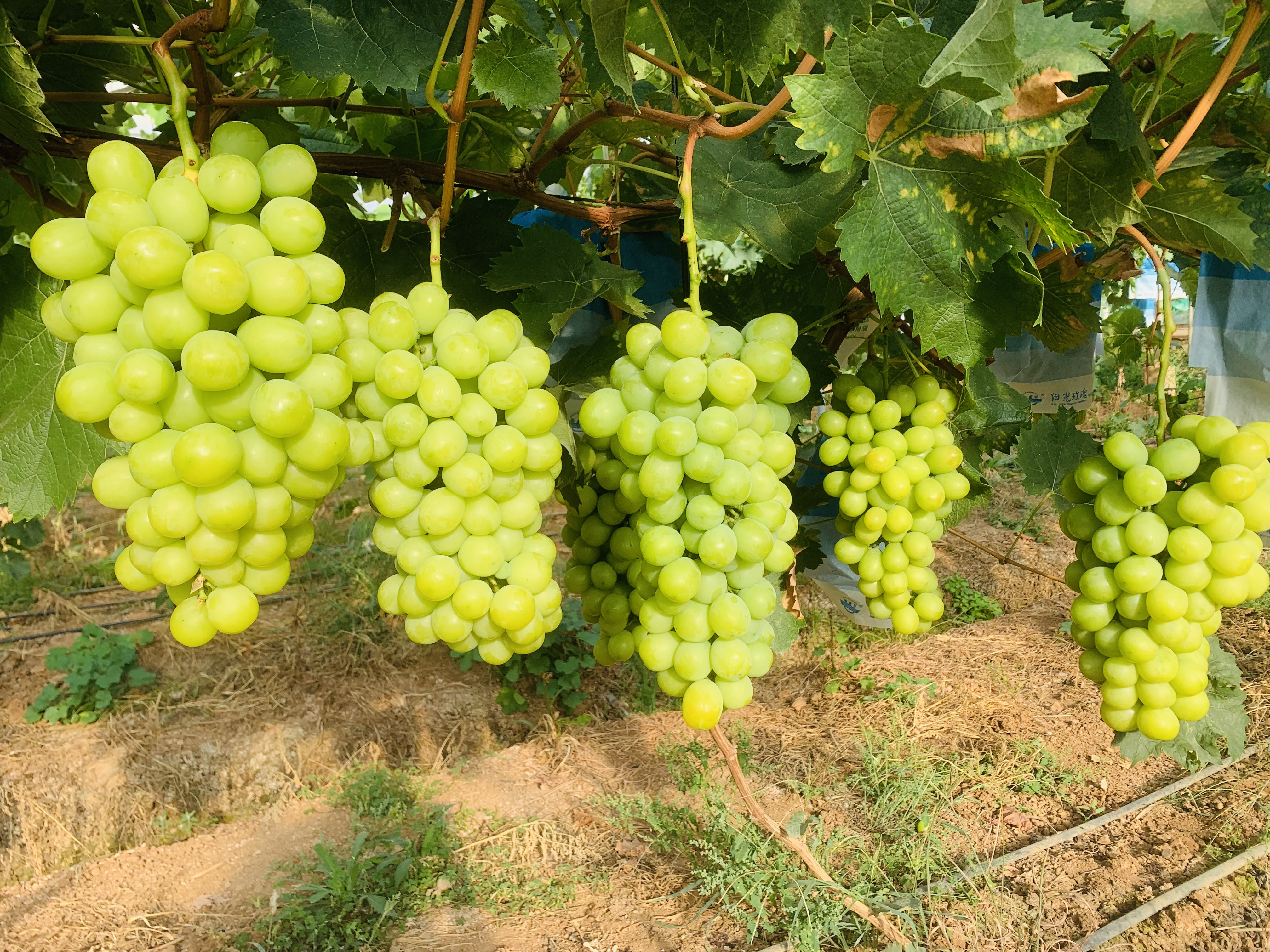 麒麟区:"阳光玫瑰"抢鲜上市