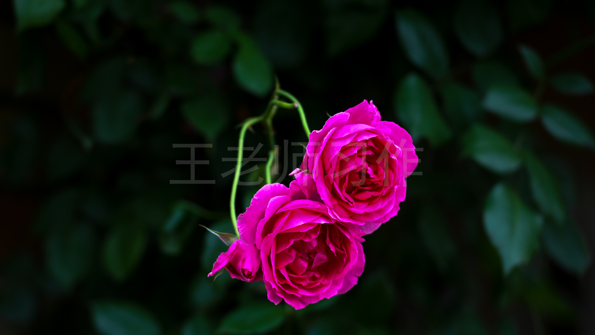 春天的花开——最近拍的一些做成电脑桌面