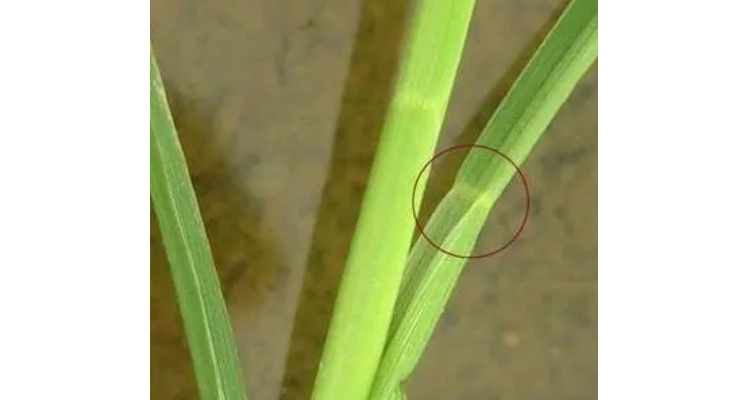 水稻和稗草的区别