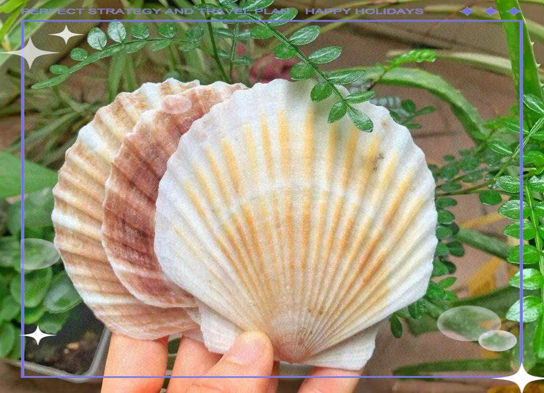 贝壳:探寻生命的光泽与独特纹理