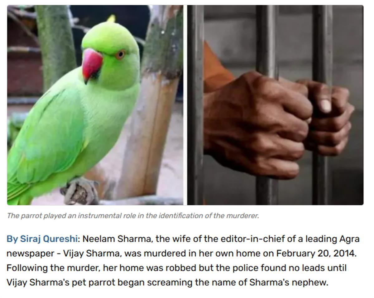 印度一鹦鹉助警察破案，目睹凶杀案大喊凶手名字