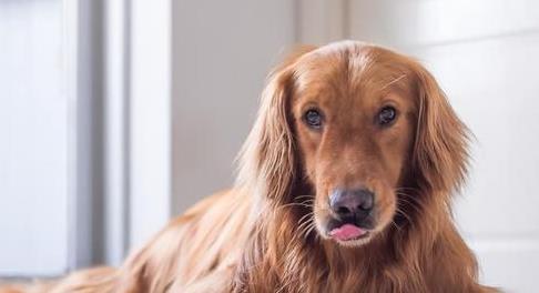 宠物狗这几个小举动,是高智商的特征!