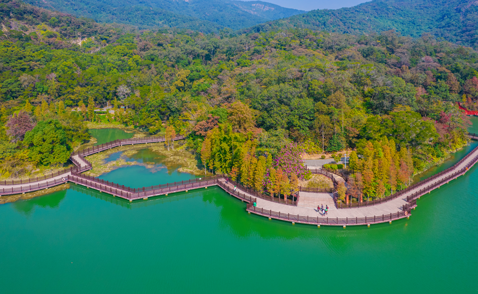 江门这个公园再次爆红!一路红杉相伴,随便怎么拍都是人间绝色