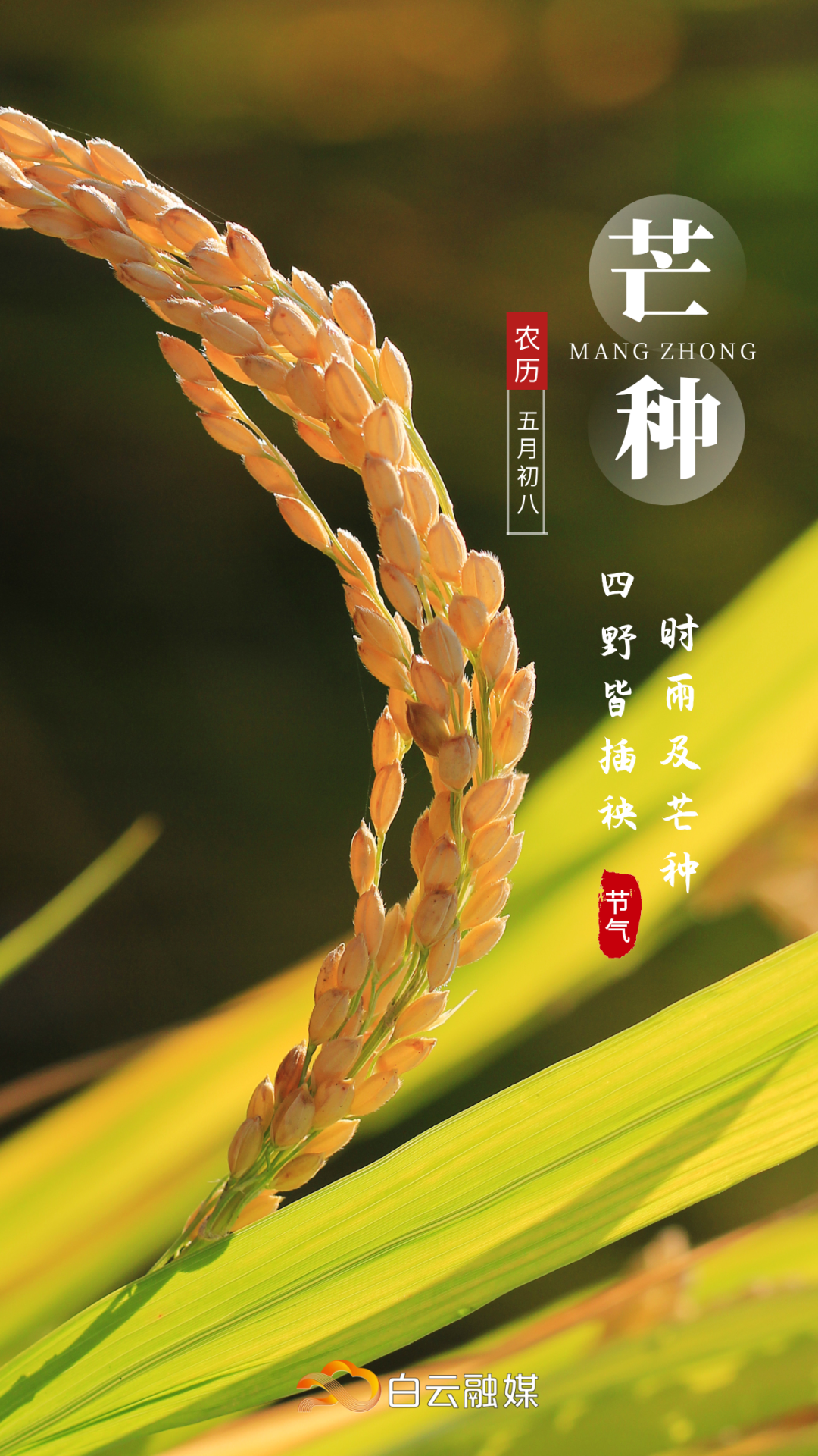 芒种至,仲夏始!暴雨来了,未来一周降水明显,注意防御