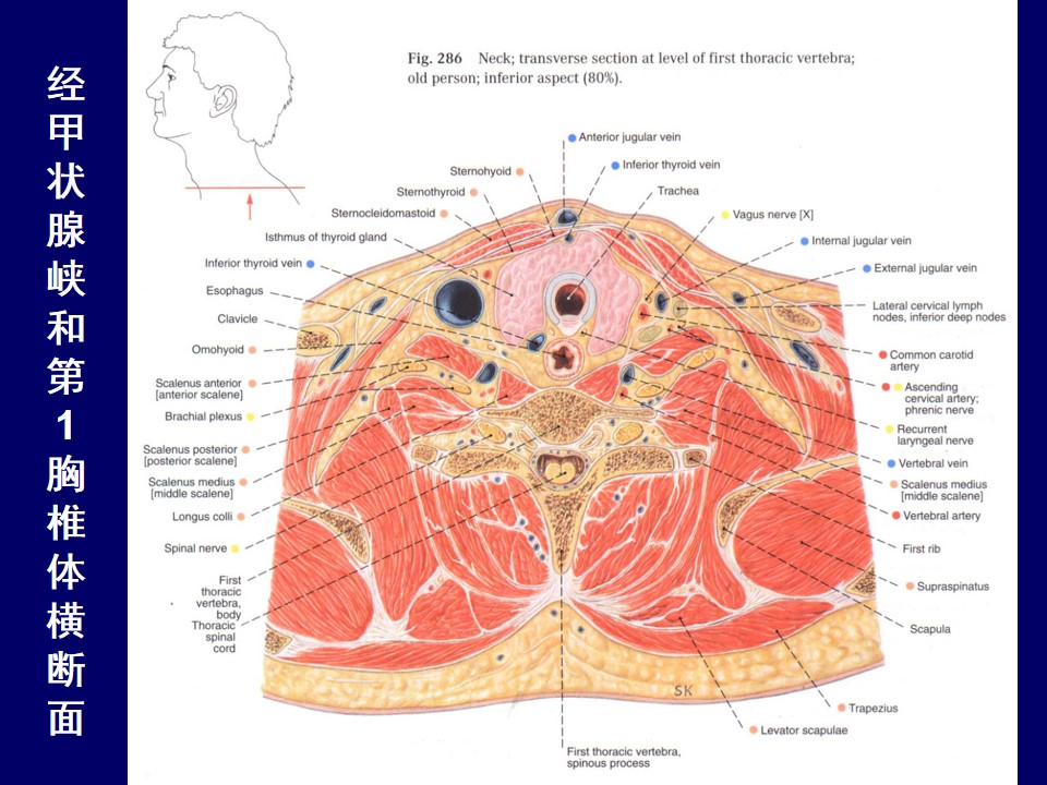 颈部肌肉断层解剖图谱图片