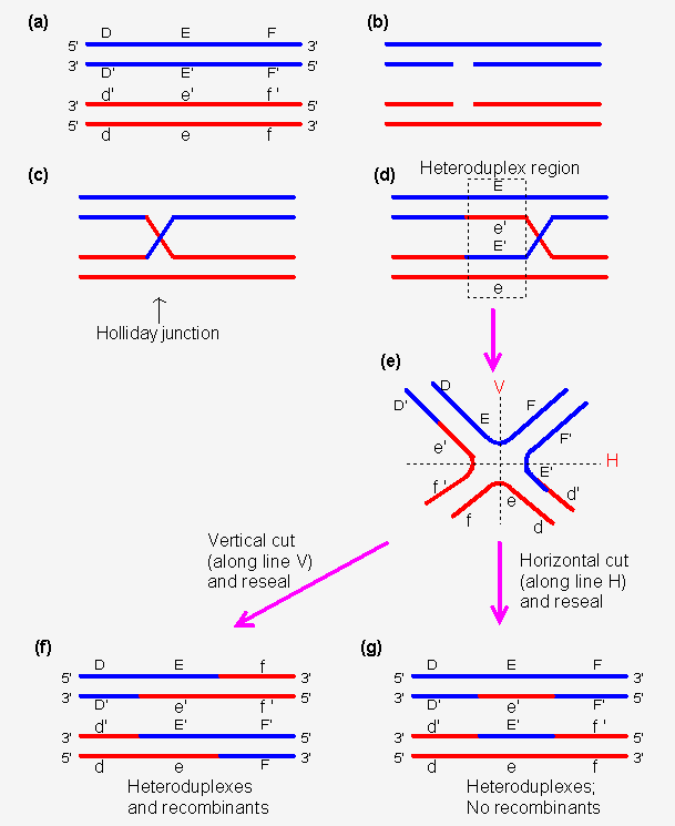 dna交叉的holliday模型