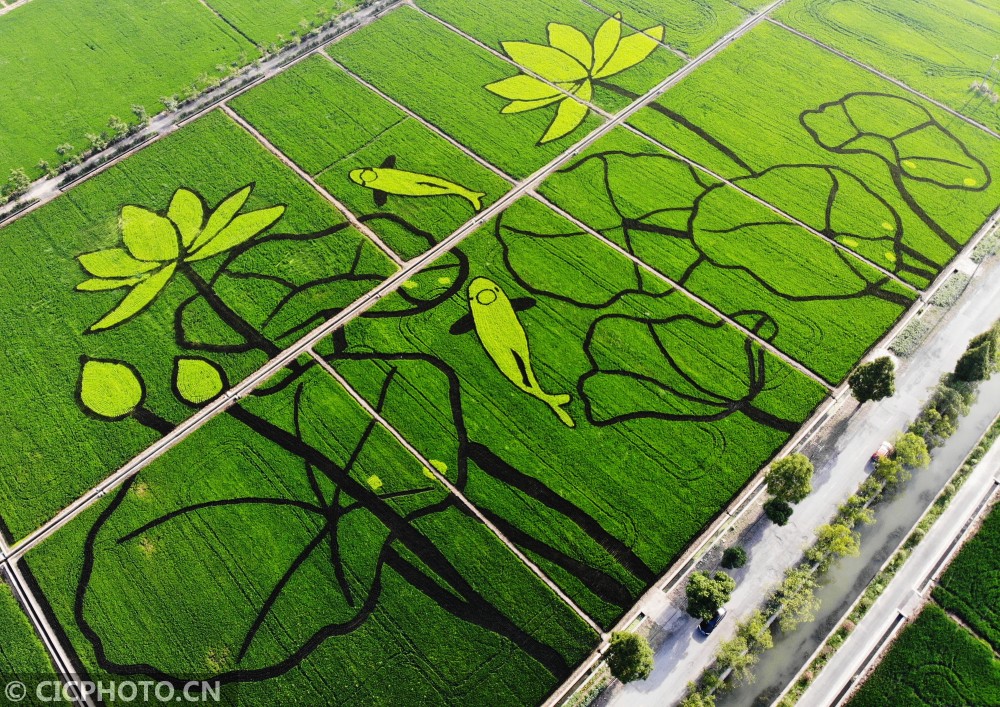 浙江杭州:稻田画成为田野新风景