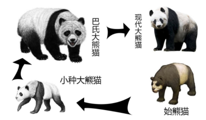 浅谈大熊猫名字的由来,它到底是猫是熊?