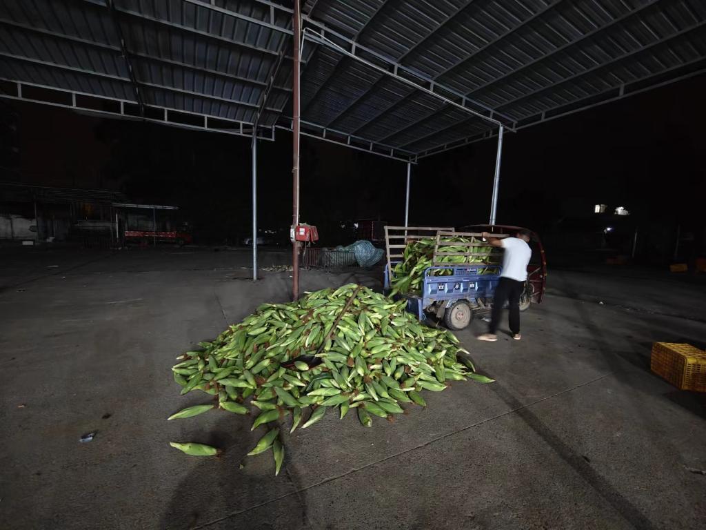一捧毛豆的不眠夜——四川金堂官仓街道蹲点记