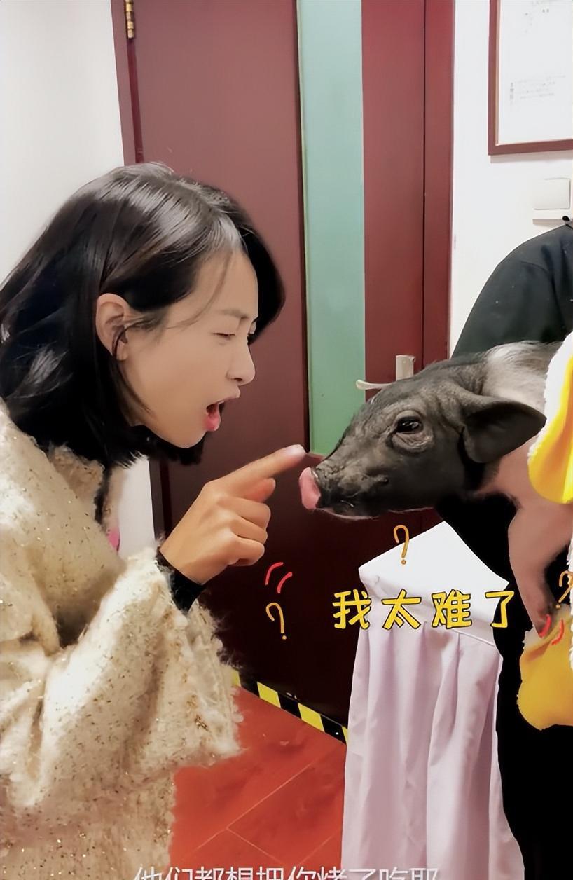 宋茜的宠物猪又长大了?晒视频吓坏网友,纷纷调侃她:母不嫌儿丑