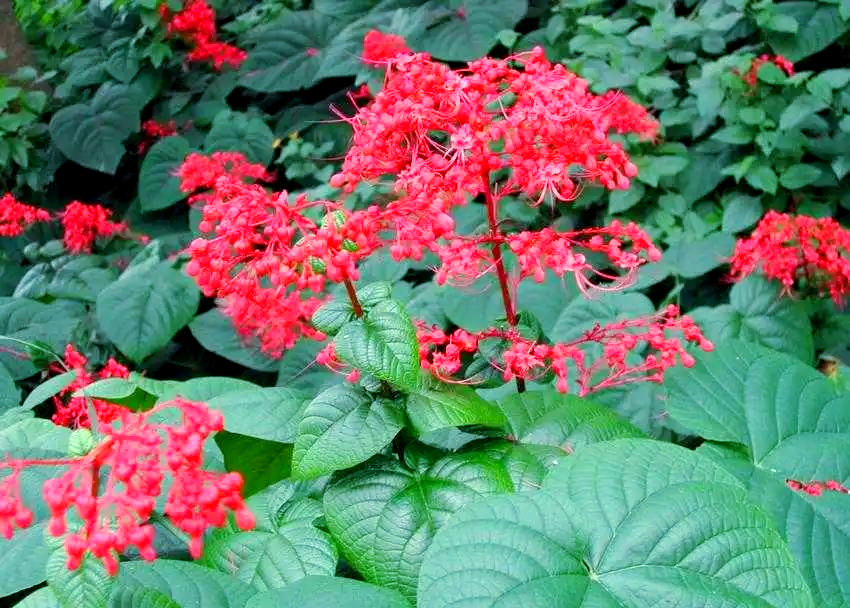 助威高考日,探访多种"状元红"植物!