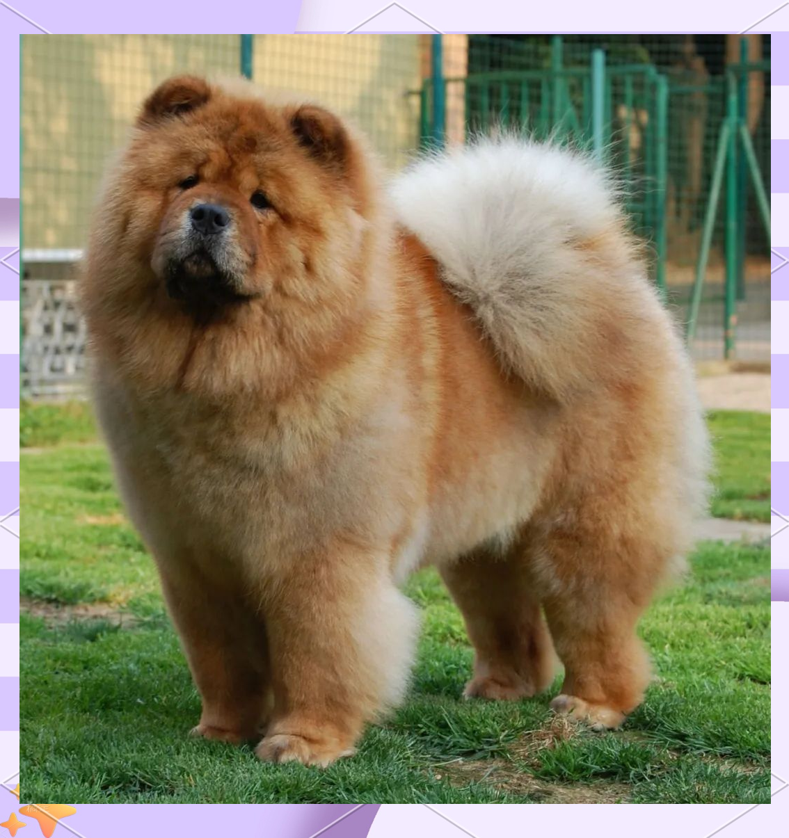 探索松狮犬:一种长相酷似大号玩具熊的皇家猎犬