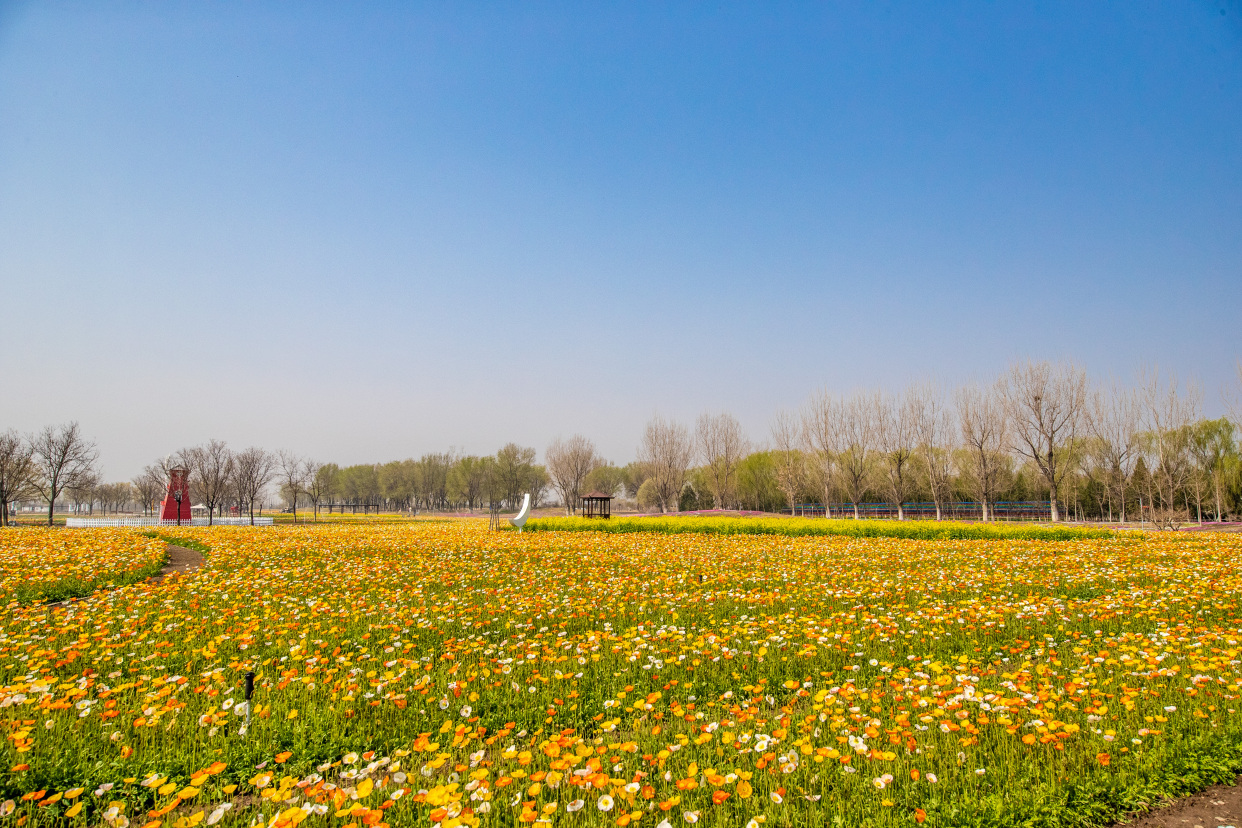 春季一始,"万亩花海"创意绵绵,呈现"花下生金"热
