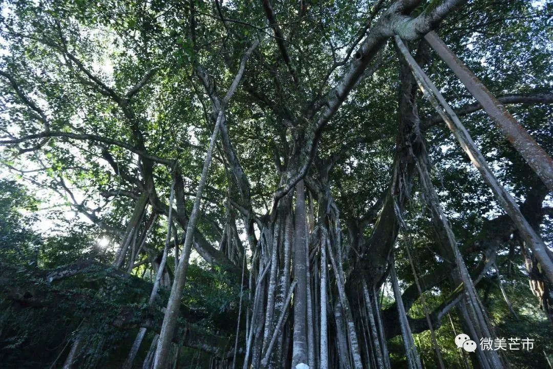 芒市"独木成林"树龄460年,你见过吗?