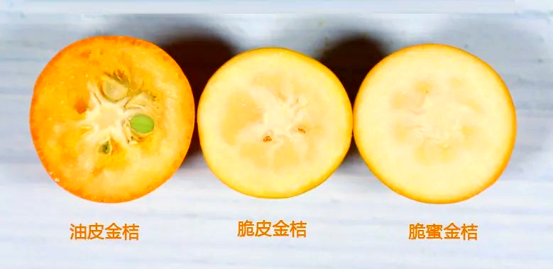 脆皮金桔是哪里的特产水果呢