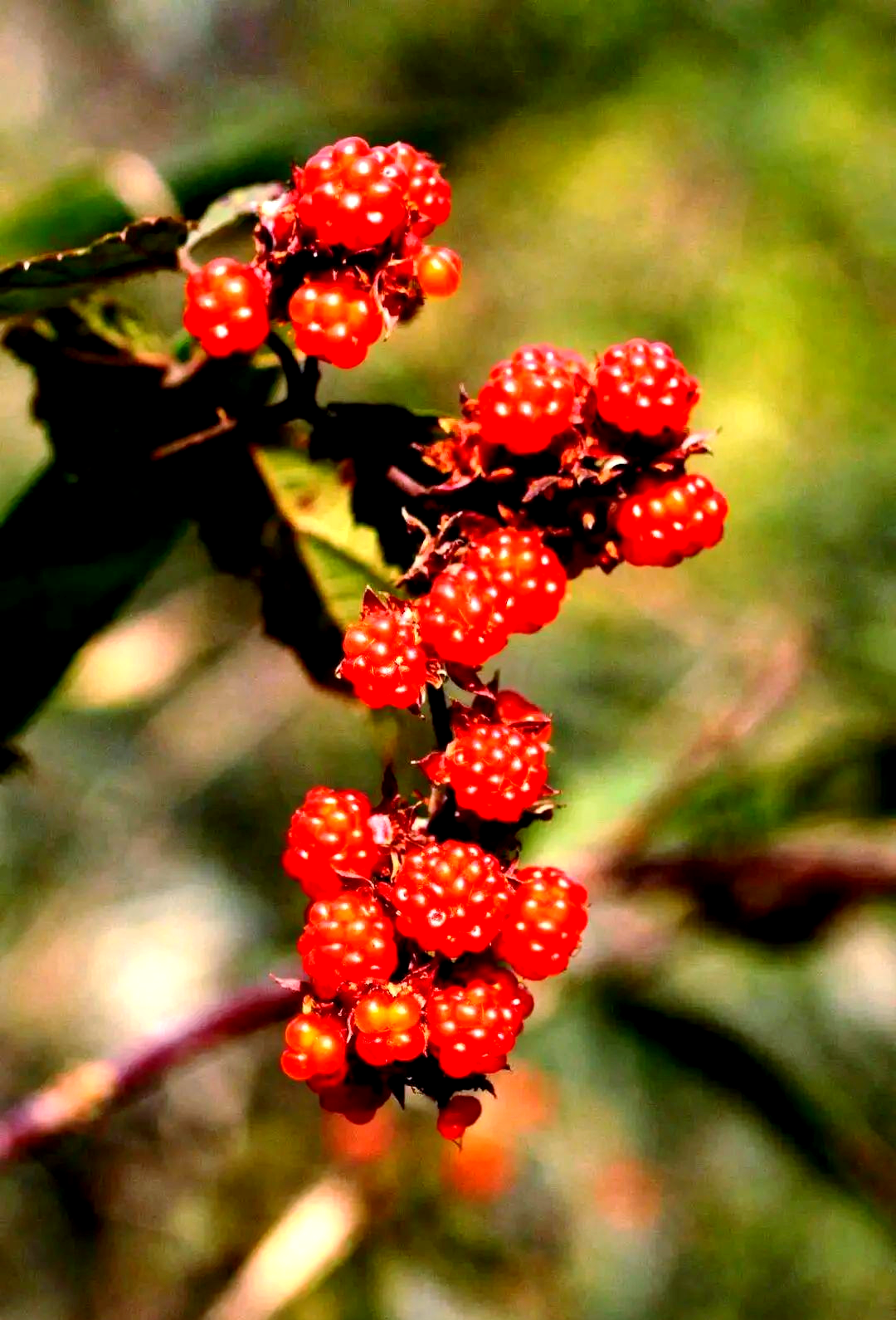 多种常见野生悬钩子类植物介绍
