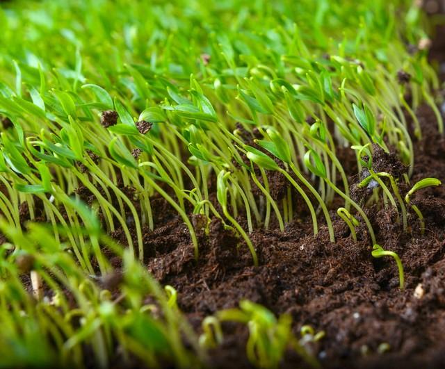 刚发芽的菜可以施肥吗?幼苗期的菜苗施肥学问——一位老农的实践