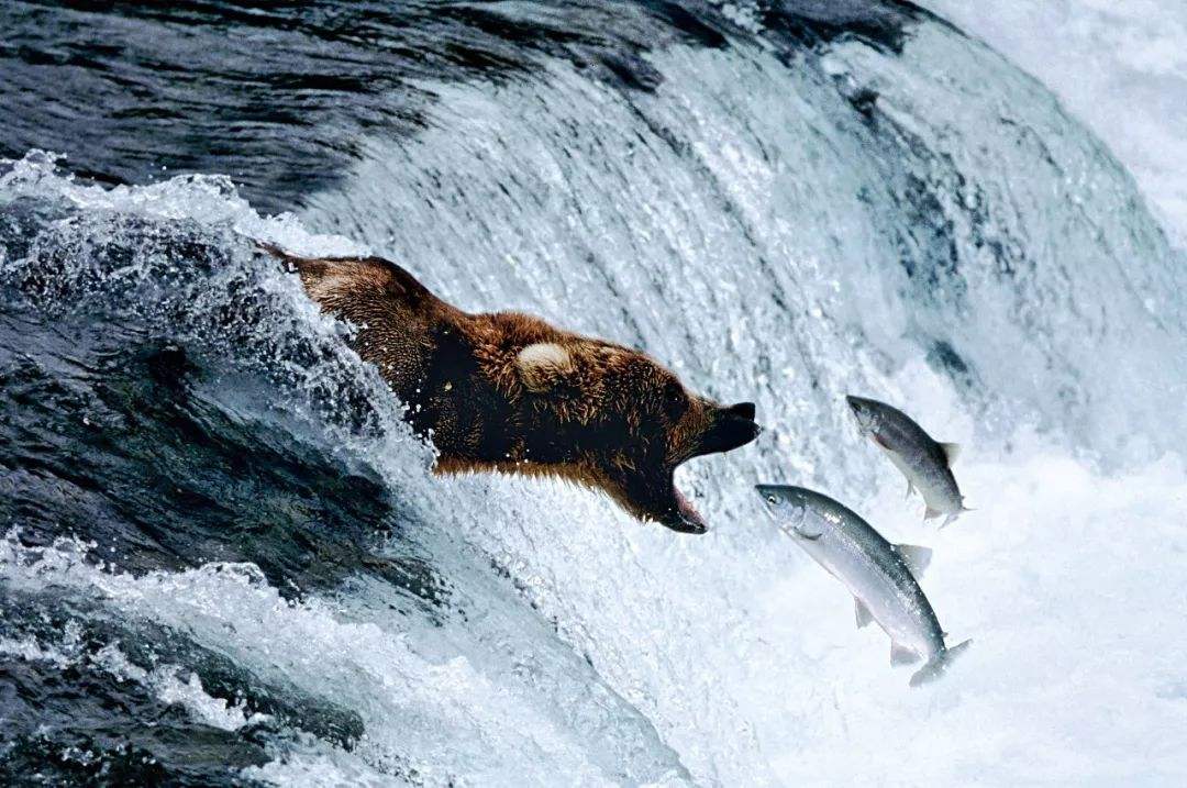 人类发明并修建了鱼梯,有何作用?鱼梯的构造和原理又是什么?