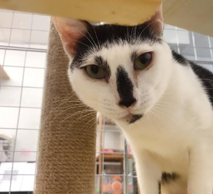 一只奶牛猫长得会有多潦草?看到第一只我就震惊了 一只奶牛猫长得会有多潦草?看到第一只我就震惊了