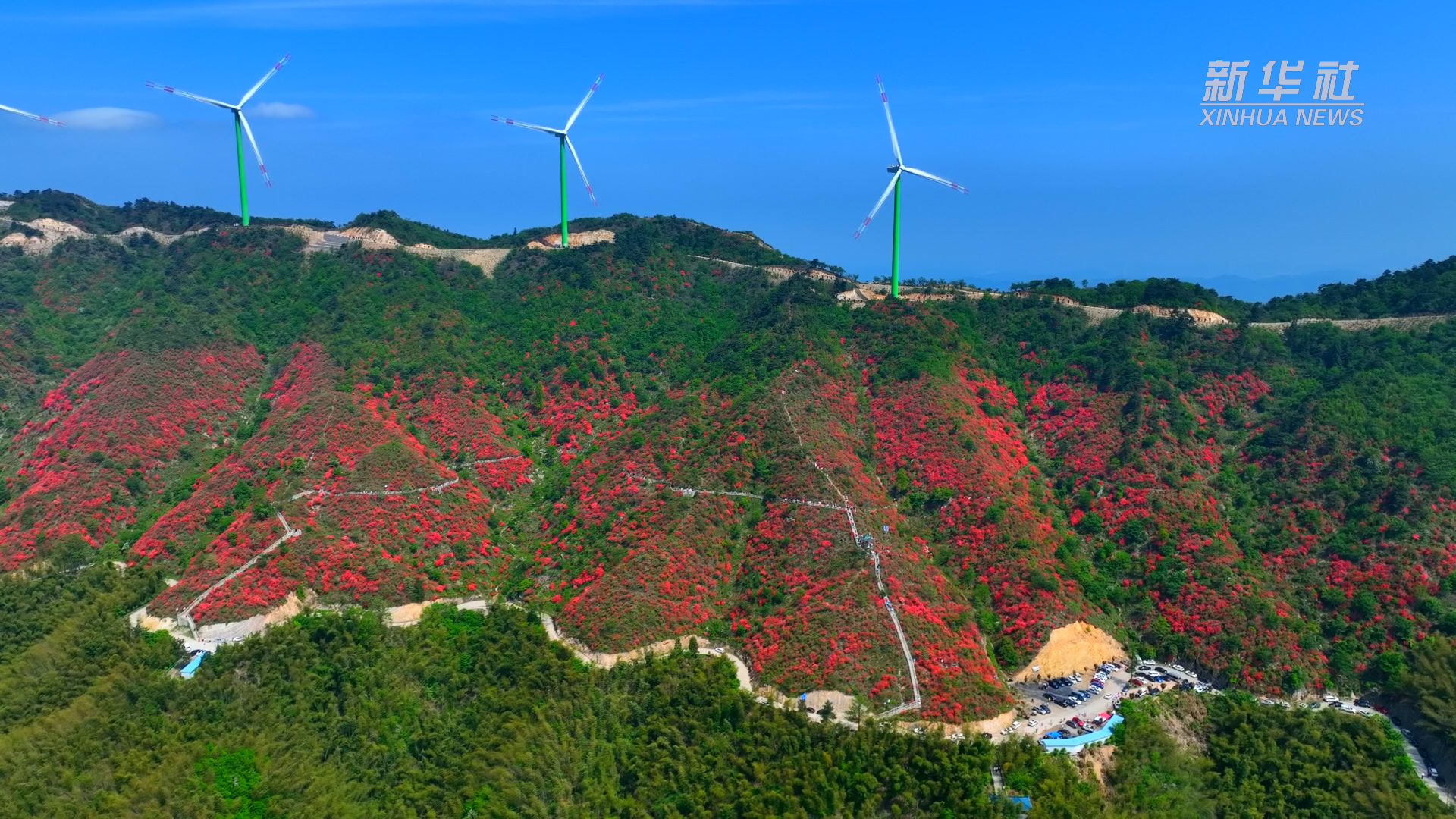 通山大幕山杜鹃花图片图片