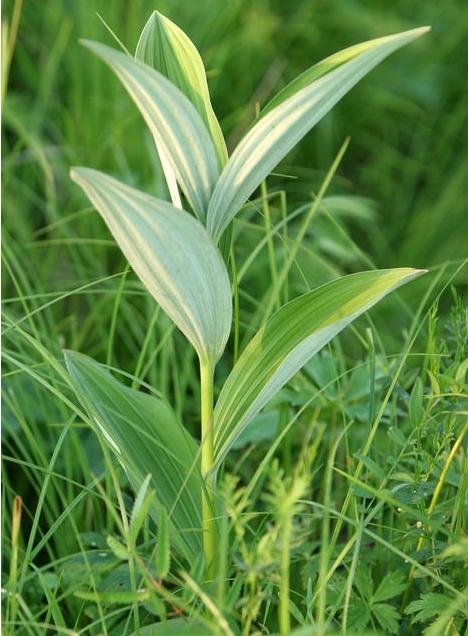 藜芦是什么,名字的由来,藜芦如何种植养护管理