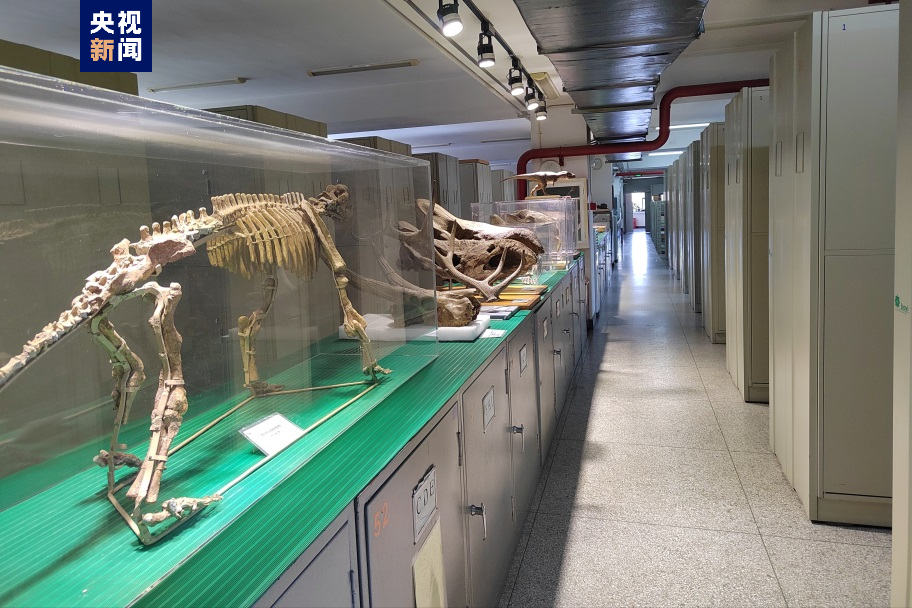 中科院古脊椎所标本馆成为全球自然藏品的重要组成部分