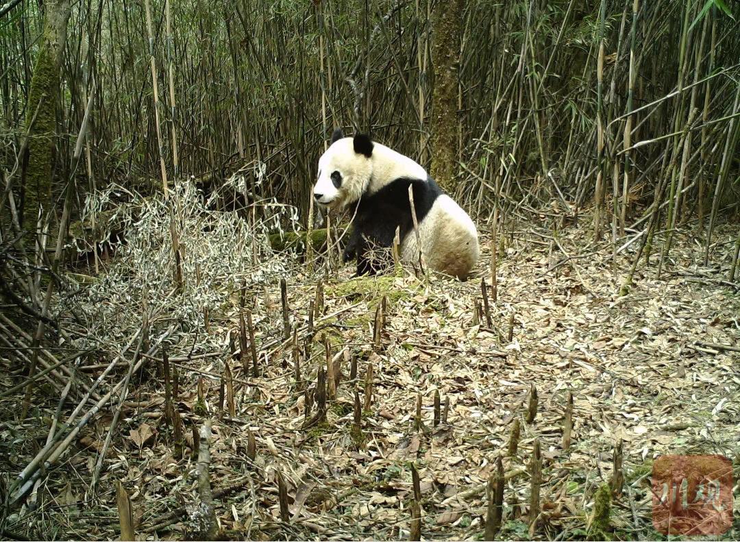 栗子坪野生动物图片