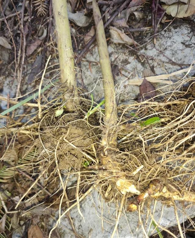 屡上热搜的加拿大一枝黄花有多可怕?如何防治?