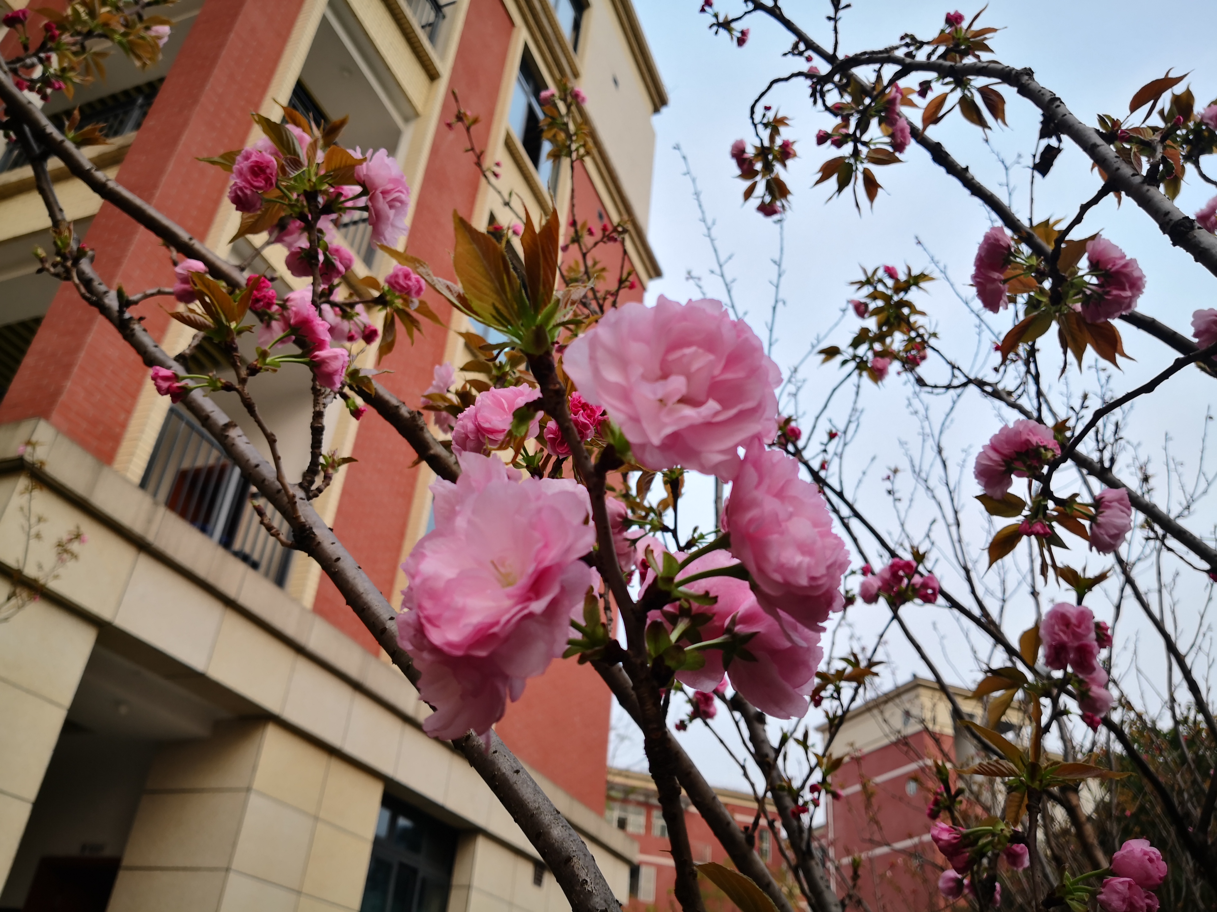 今日春分|仲春時節,打望重慶市六十五中學