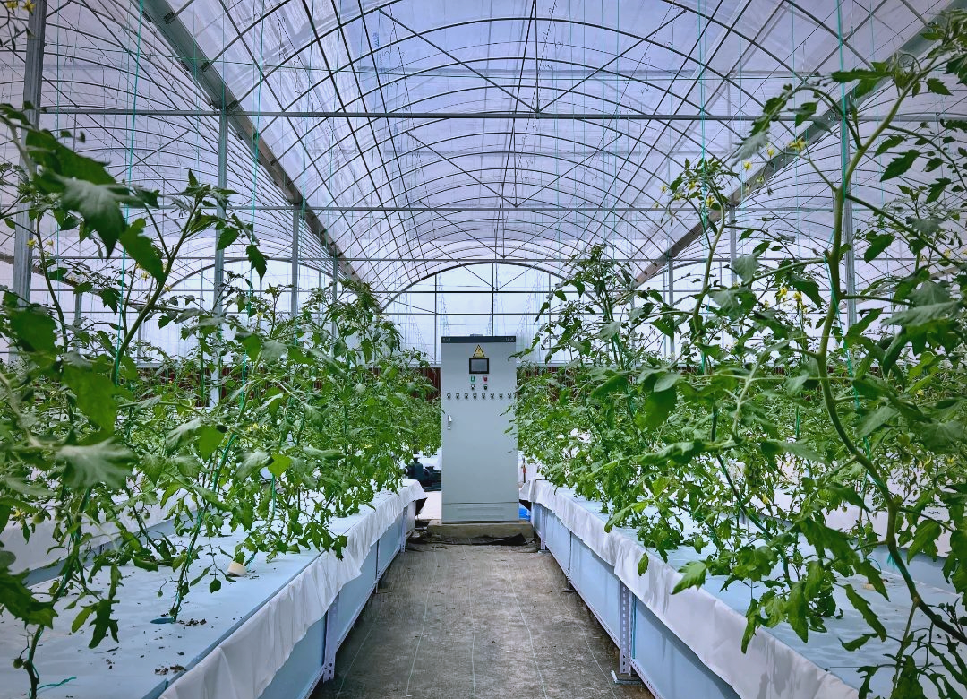 汉中城固:探索绿色果蔬的"气雾栽培"之路