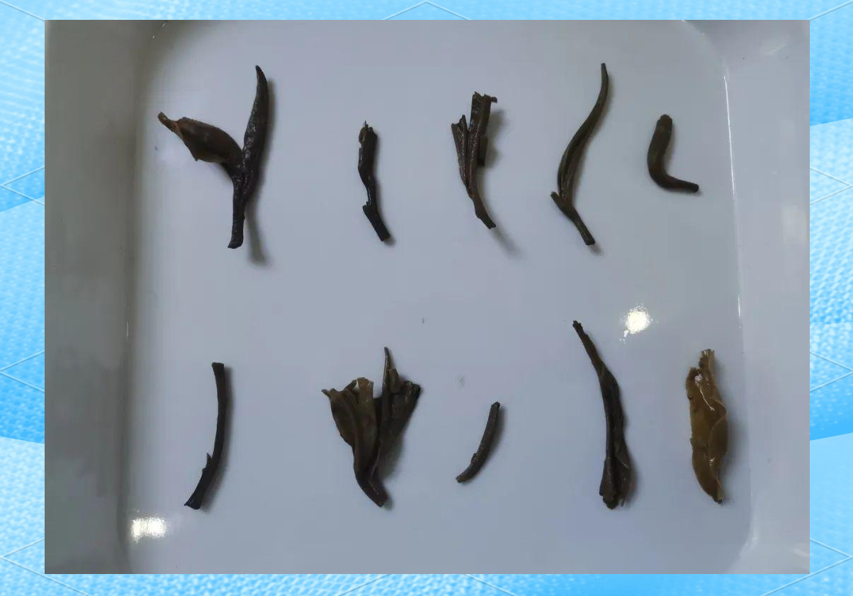 陈升号银班章品鉴装试饮体验,感受高端生普的独特口感