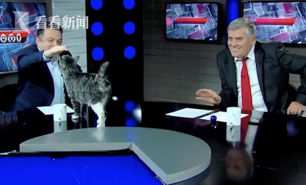 直播被猫抢风头 格鲁吉亚电视台节目现欢乐一幕