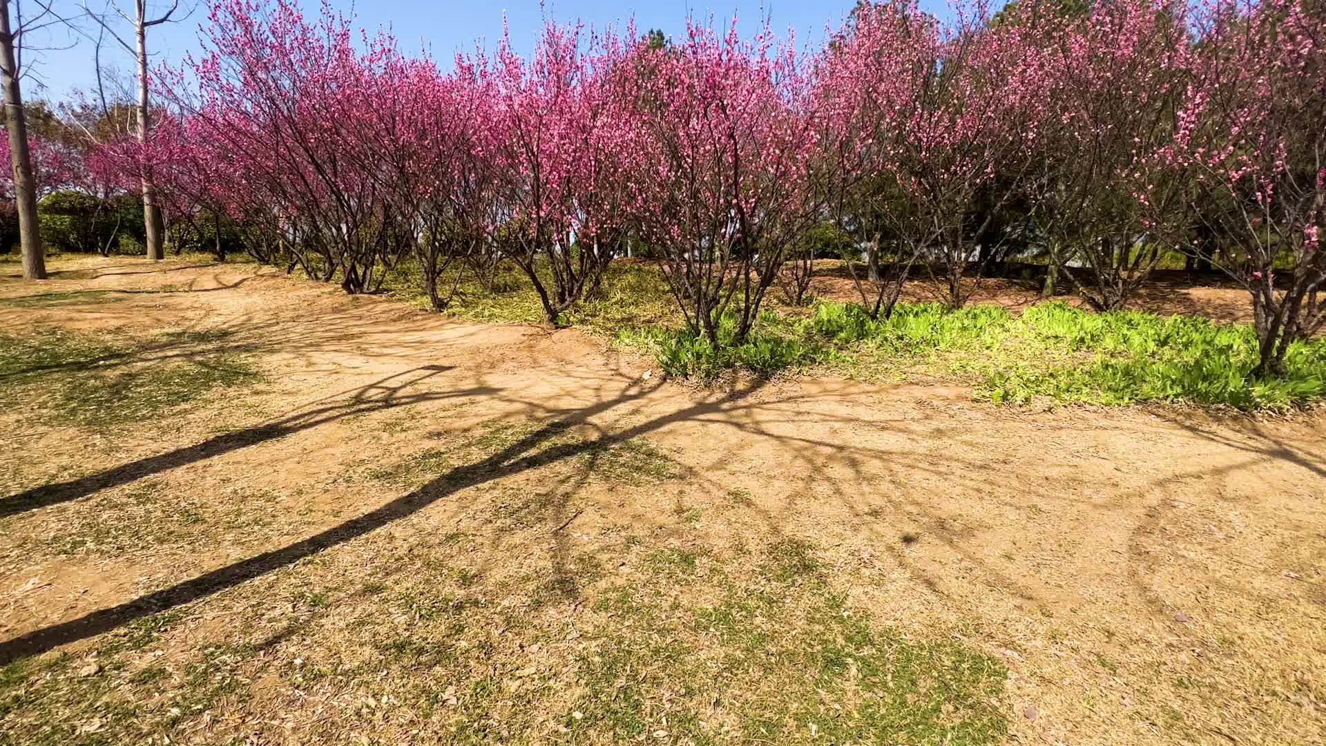 金乡县金平湖湿地梅花开