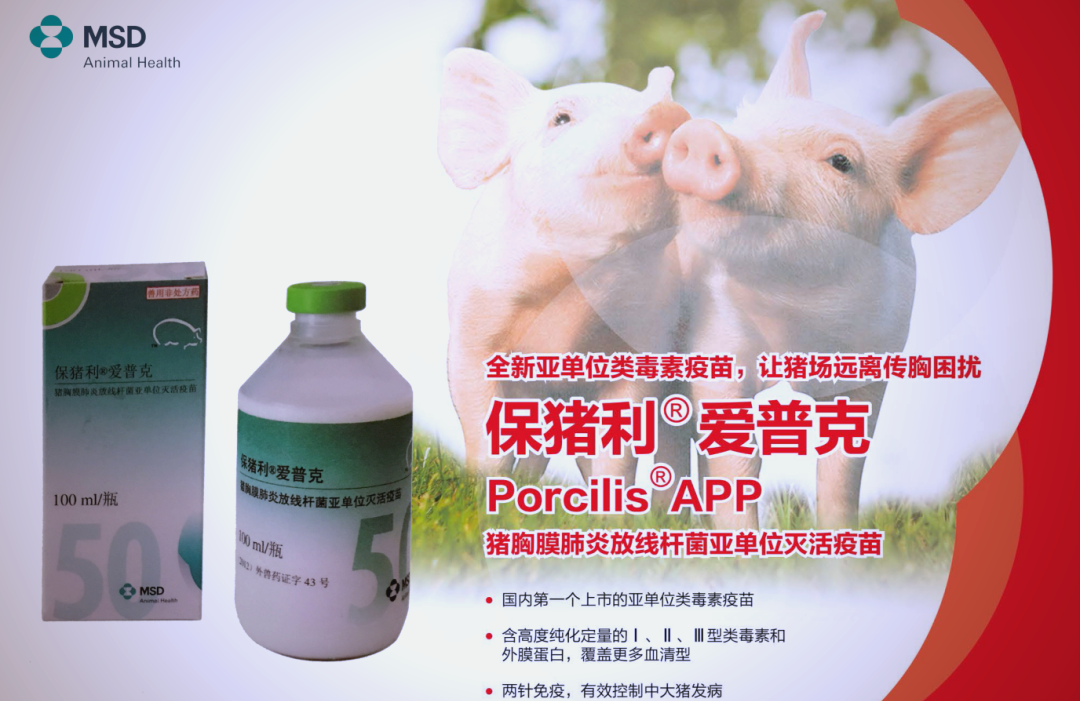 猪传染性胸膜肺炎的经济损失与防治策略