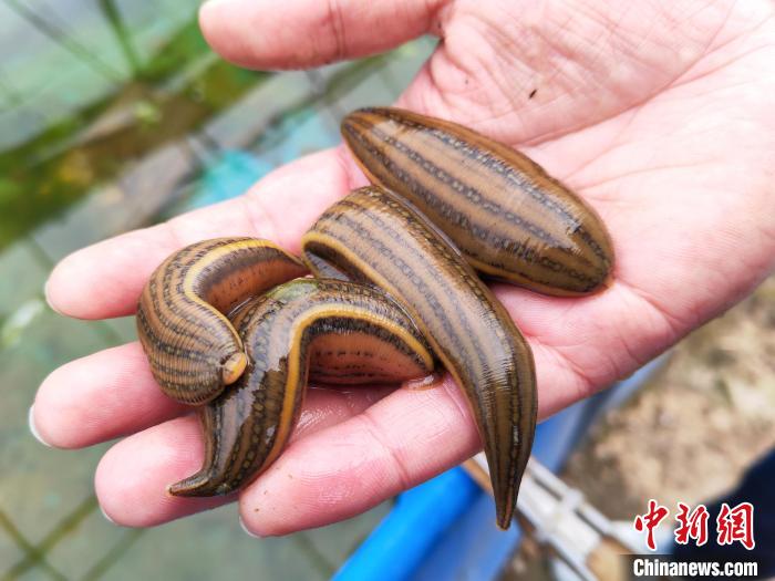 盐城"80后"小伙回乡创业养水蛭 走出别样"蛭"富路