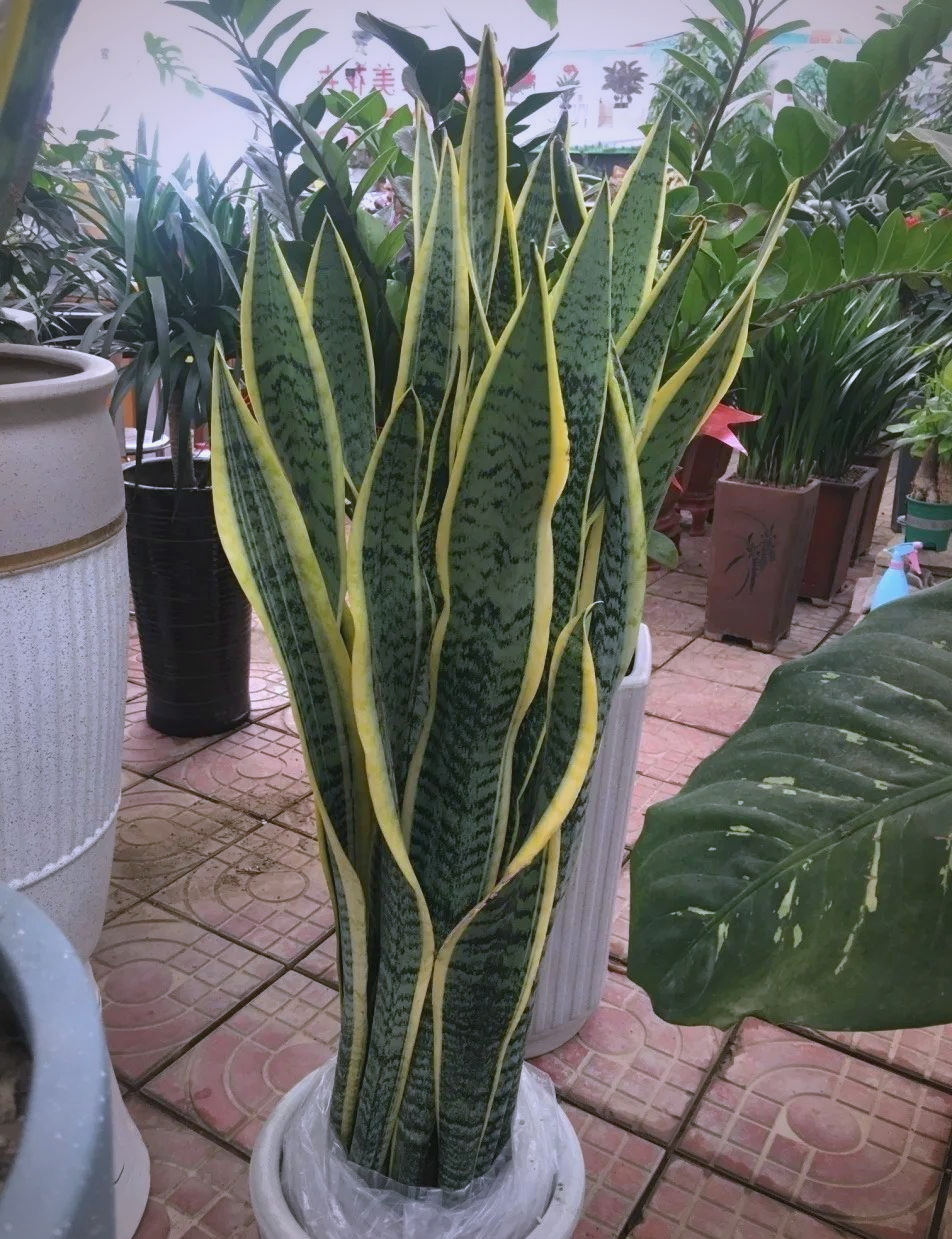 虎尾兰:室内装饰与空气净化的完美结合