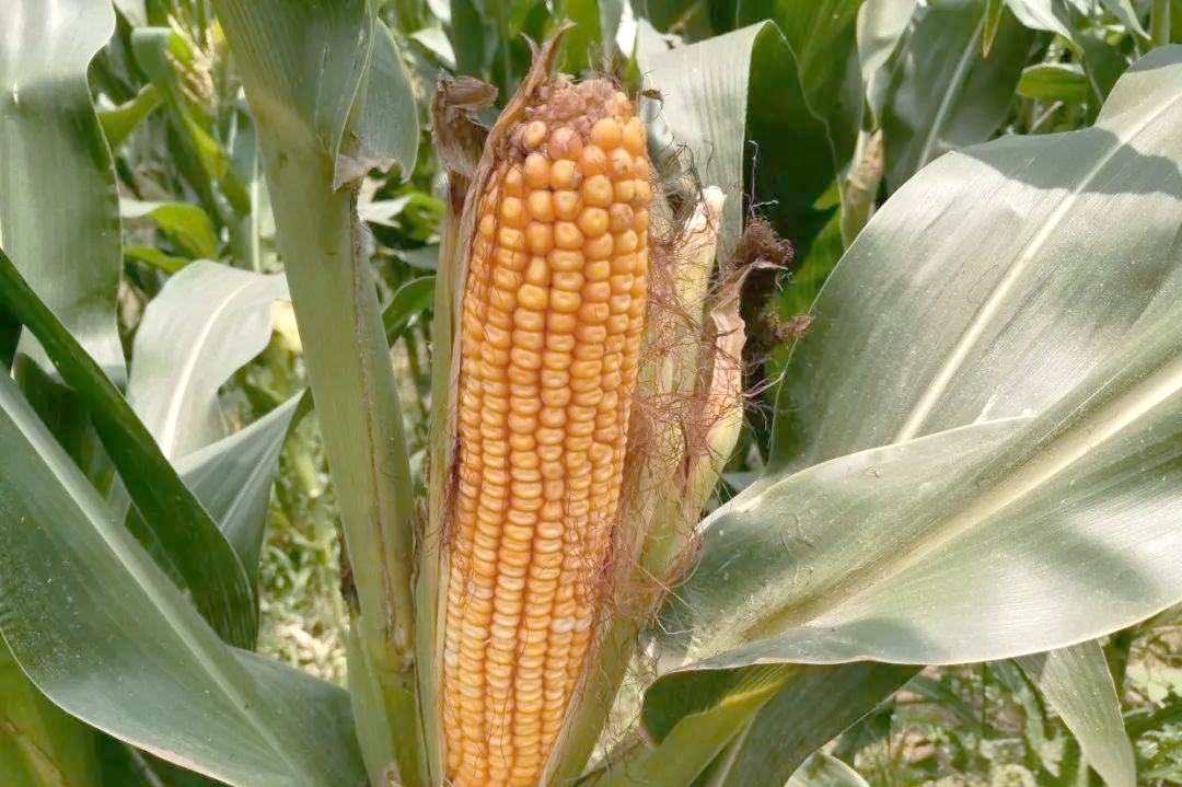 高产玉米新品种农大367,西北种植的明星品种