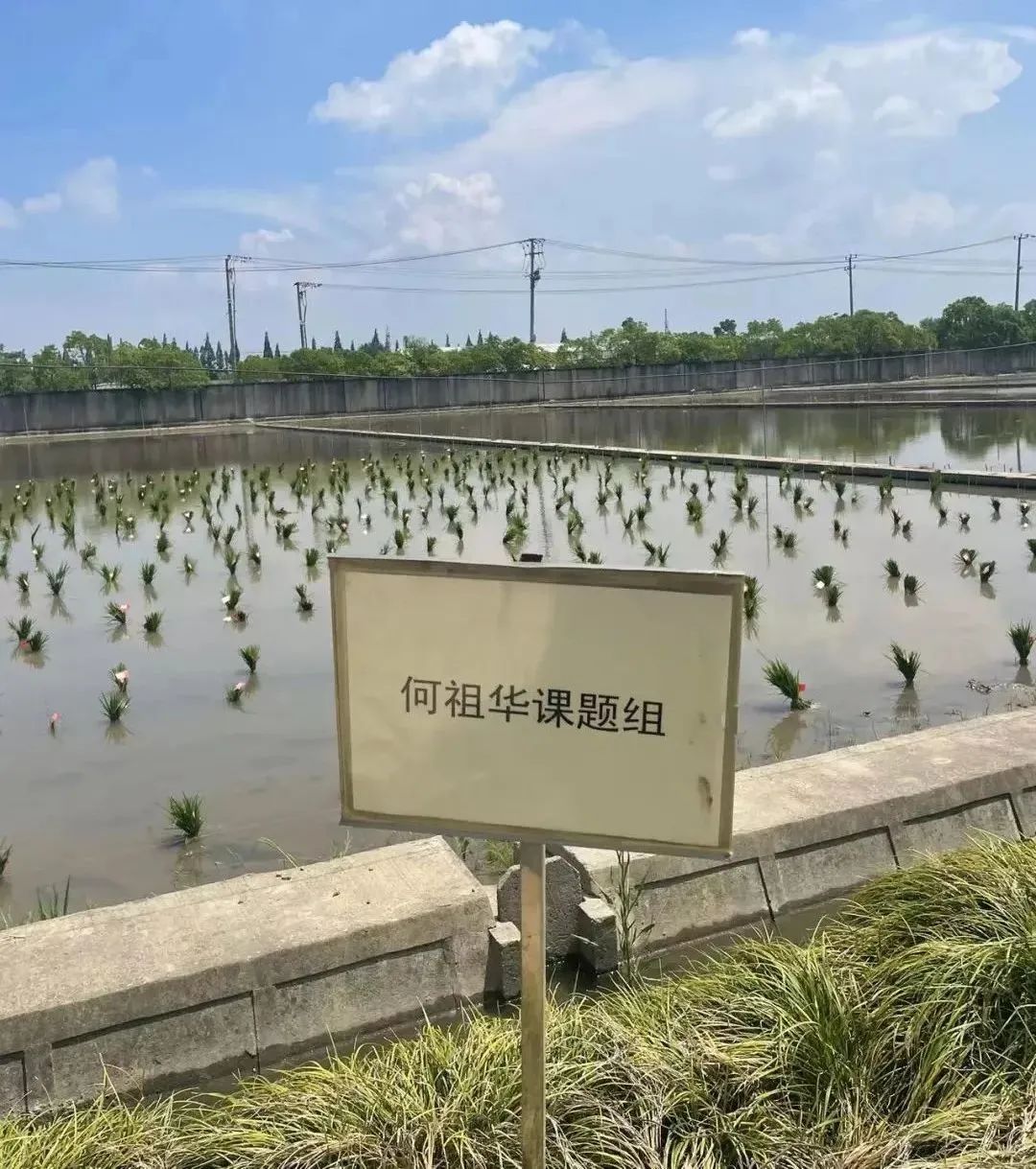 何祖华"不到田里去看一眼就感到焦虑.