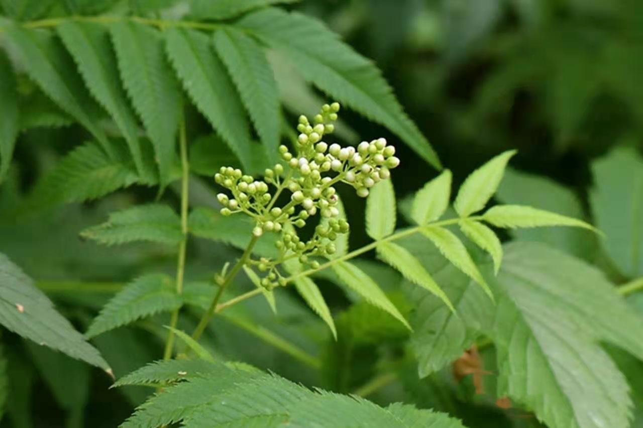 大連人要警惕火炬樹,美麗的生態殺手