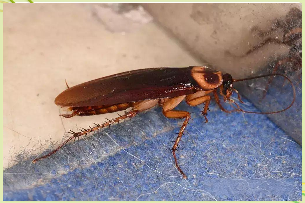 探索蟑螂世界:发现一只独特的纯白色小蟑螂