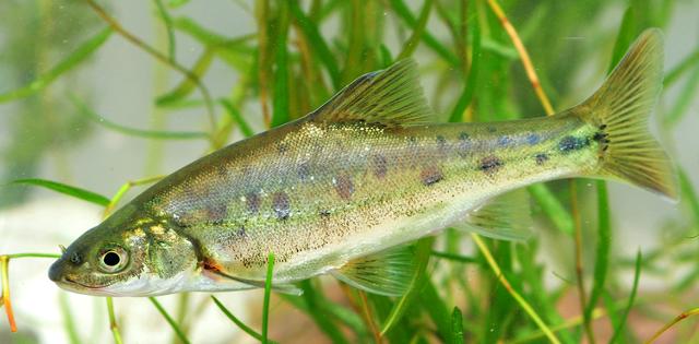 约2万尾滇池土著鱼投入东白沙河水库