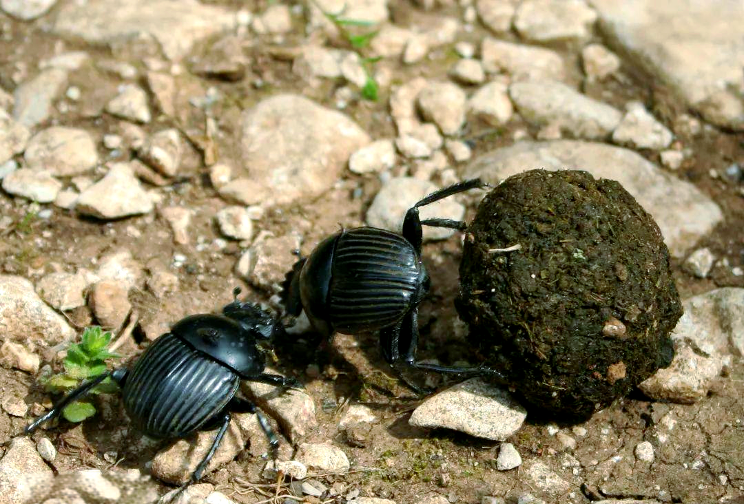 十大力气最大动物盘点,它们如何撼动自然