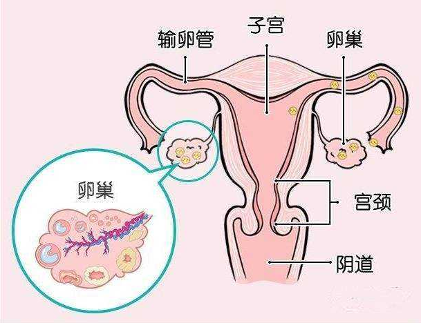 人体卵巢子宫分布图图片