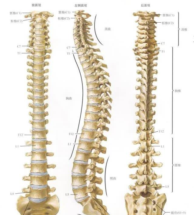 脊柱超详细图文解剖